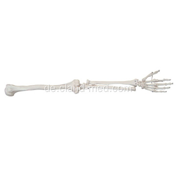 Lebensgroßes Skelett Skelettmodell
